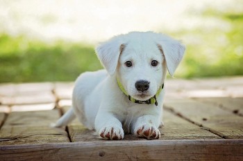 puppy-1903313-1920.jpg, 18kB